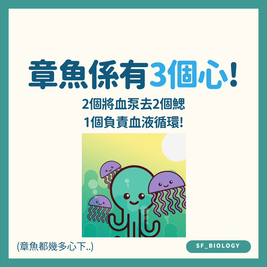 兩個鰓心和一個體心組成章魚循環系統