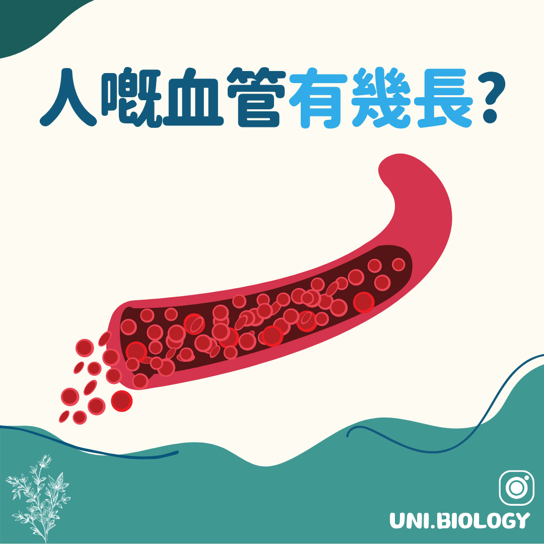 人體血管有多長的趣味提問插圖