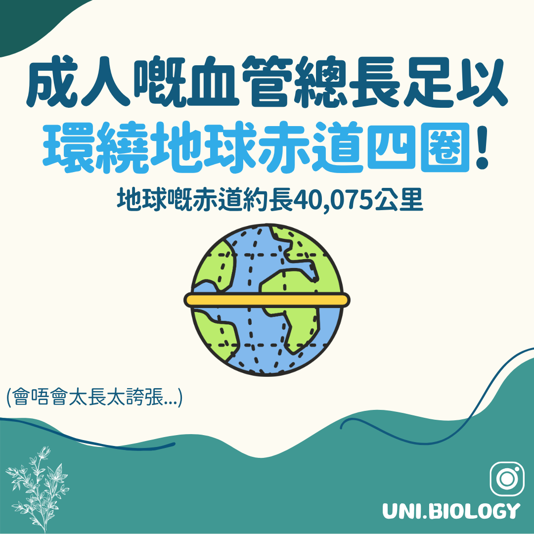 成人血管總長約十萬公里與地球周長比較