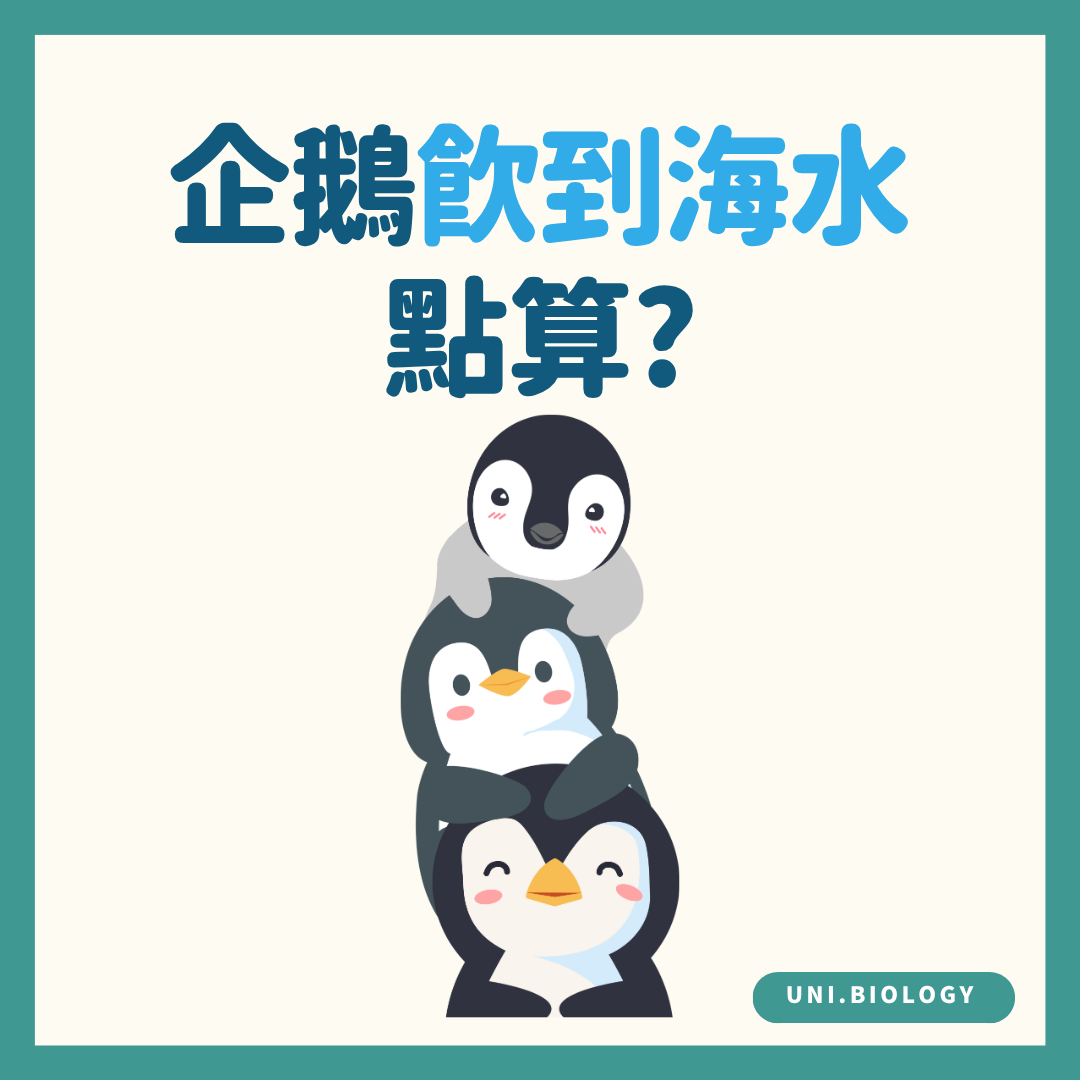 企鵝飲海水如何處理鹽分的趣味提問插圖