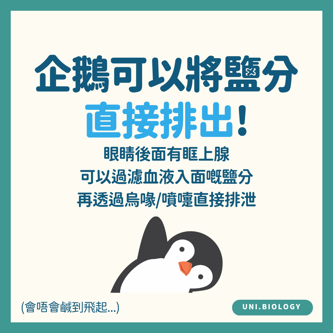 企鵝眼窩上方鹽腺與鼻道排鹽示意