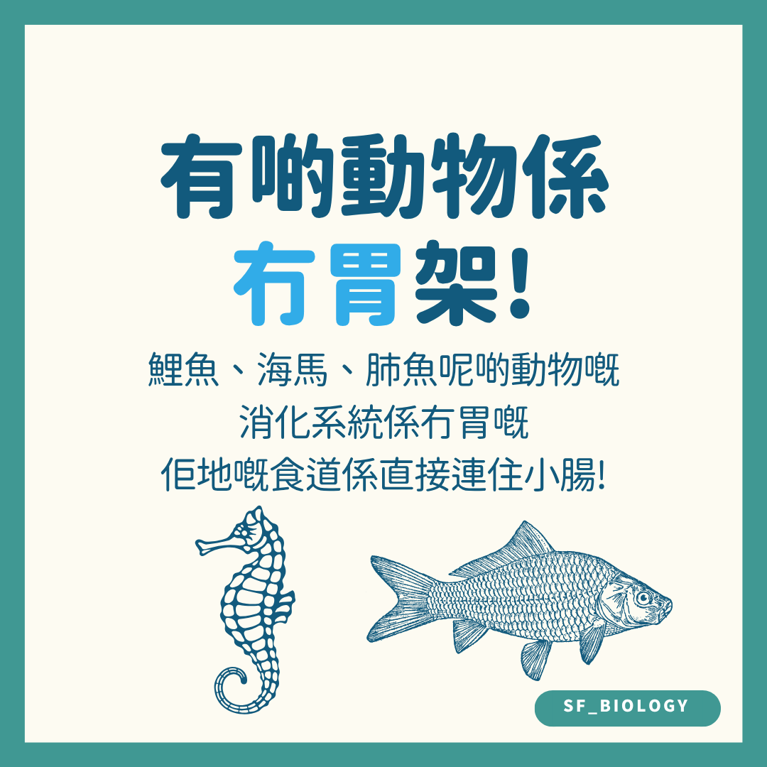 鯉魚海馬與肺魚缺乏真正胃的示意