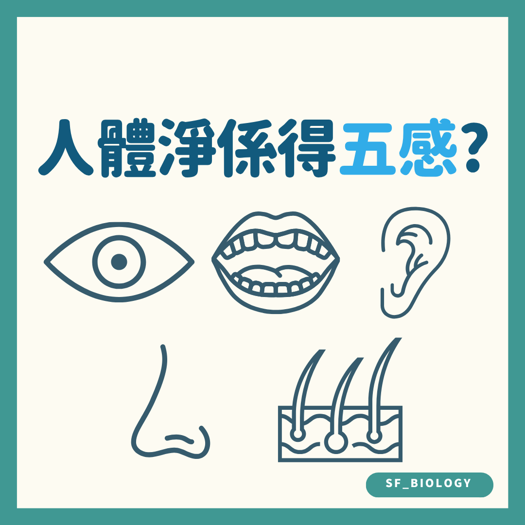 人類是否只有五種感官的趣味提問插圖