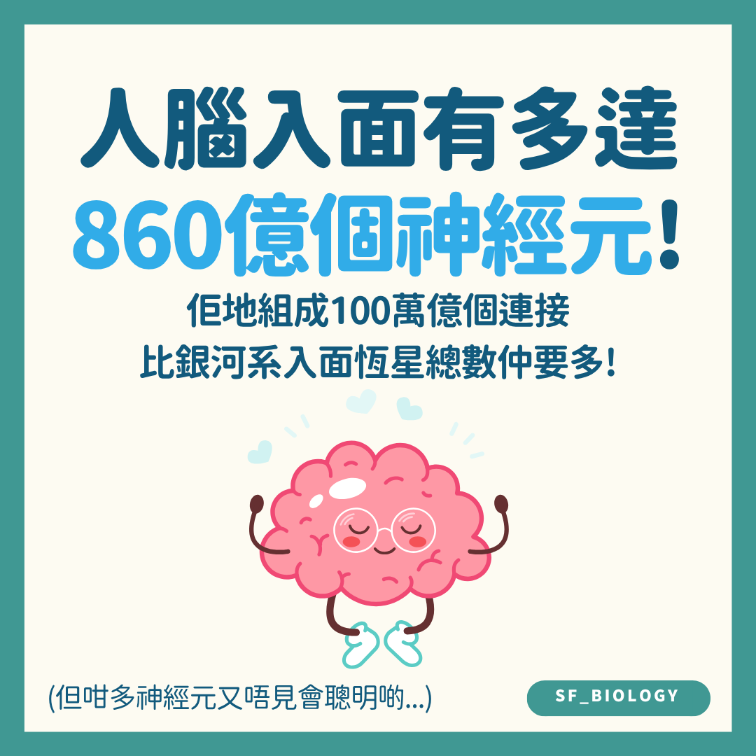 約八百六十億神經元與大量突觸連接示意