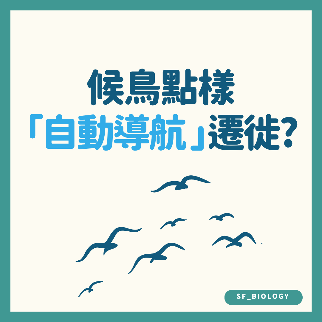 候鳥自動導航與遷徙方向趣味提問插圖