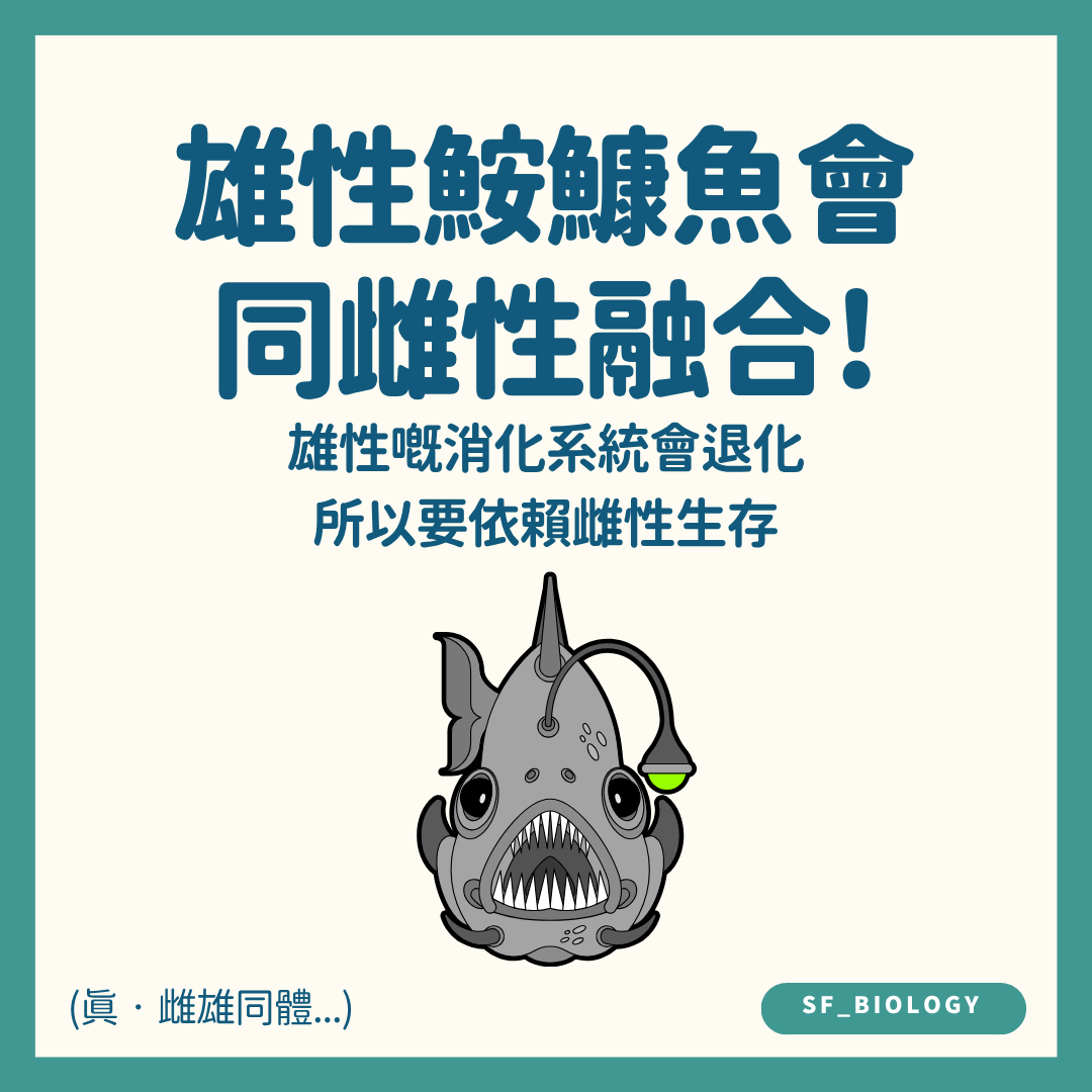部分雄性深海鮟鱇魚與雌魚組織融合示意