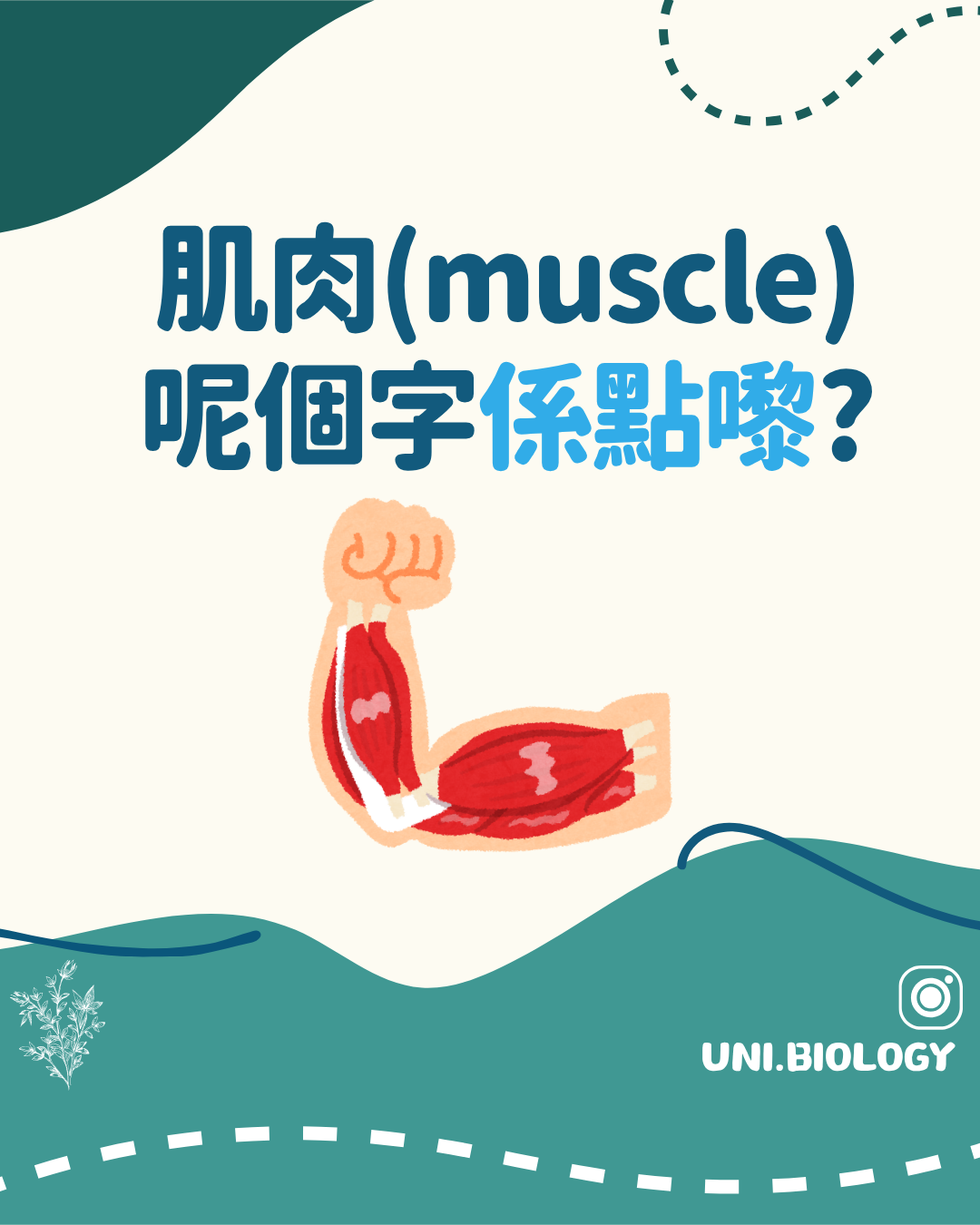 muscle 一詞來源的趣味提問插圖