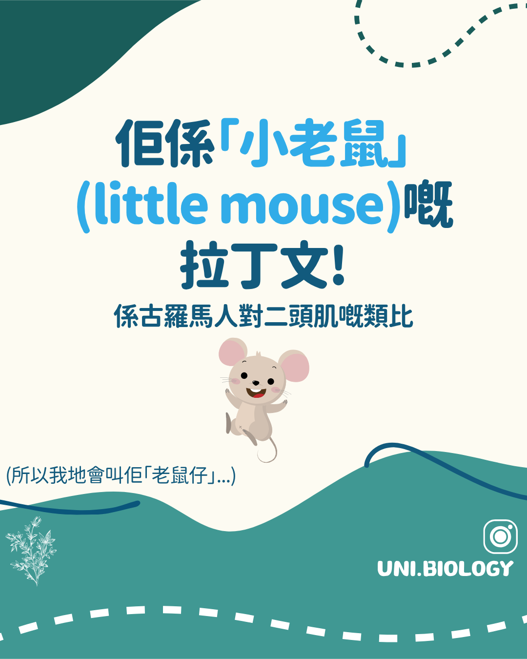 拉丁文 musculus 小老鼠與肌肉外形比喻