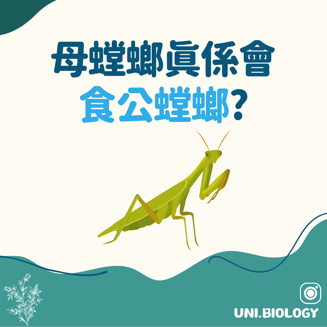 母螳螂是否會捕食公螳螂的趣味提問插圖