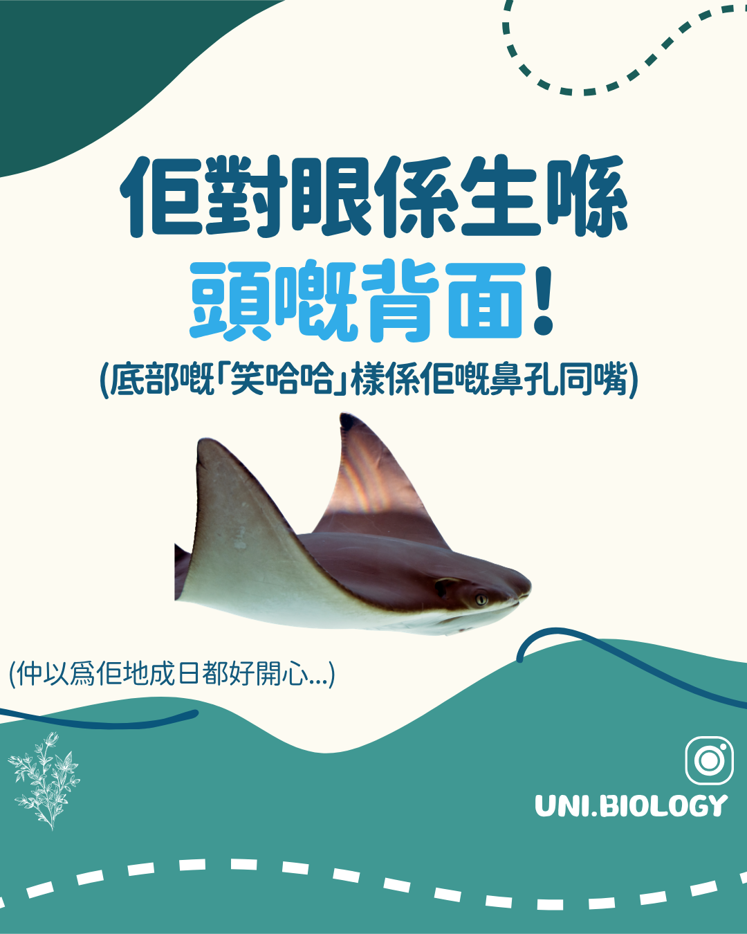 魟魚背面眼睛與腹面口鼻位置比較