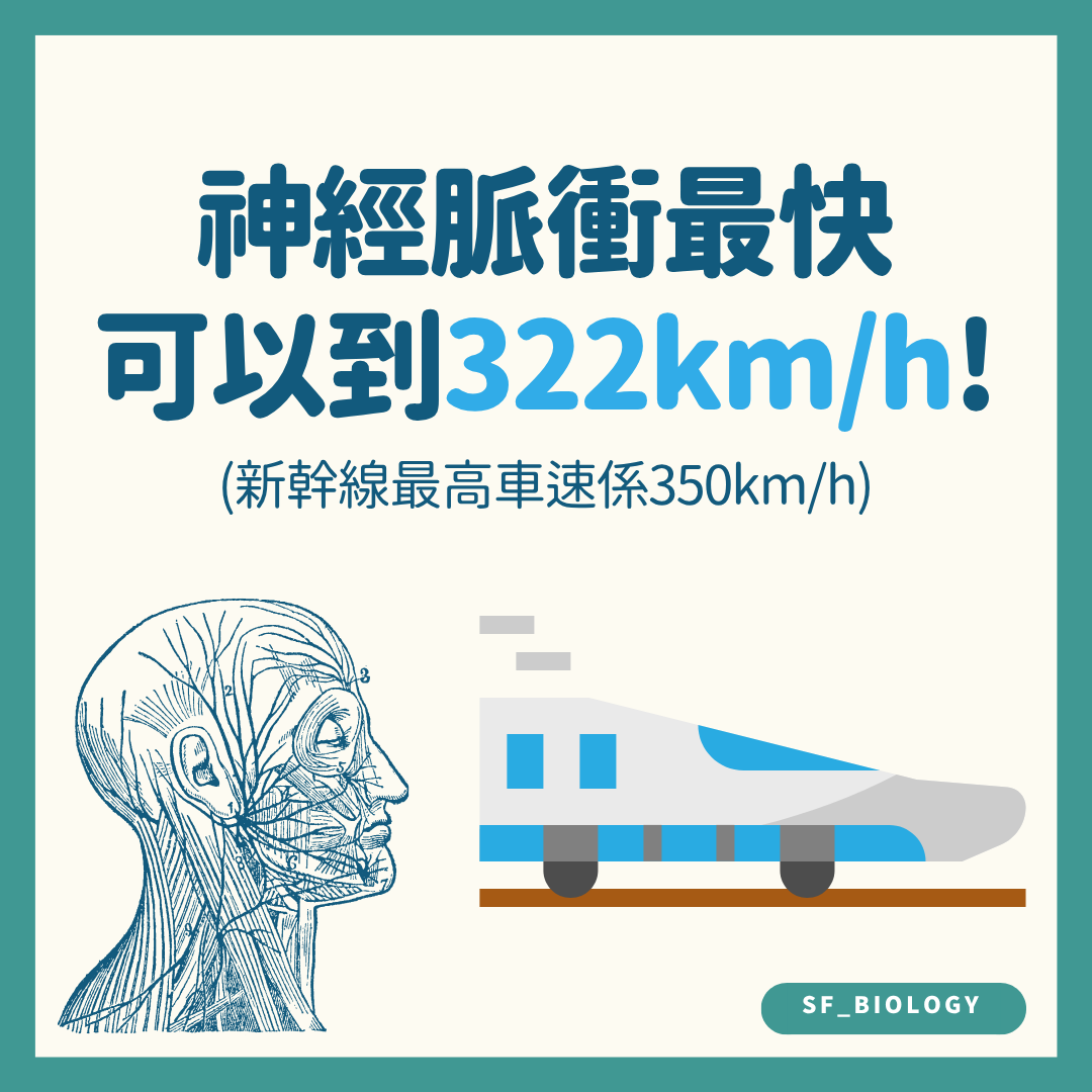 最快神經訊號速度與高速鐵路比較