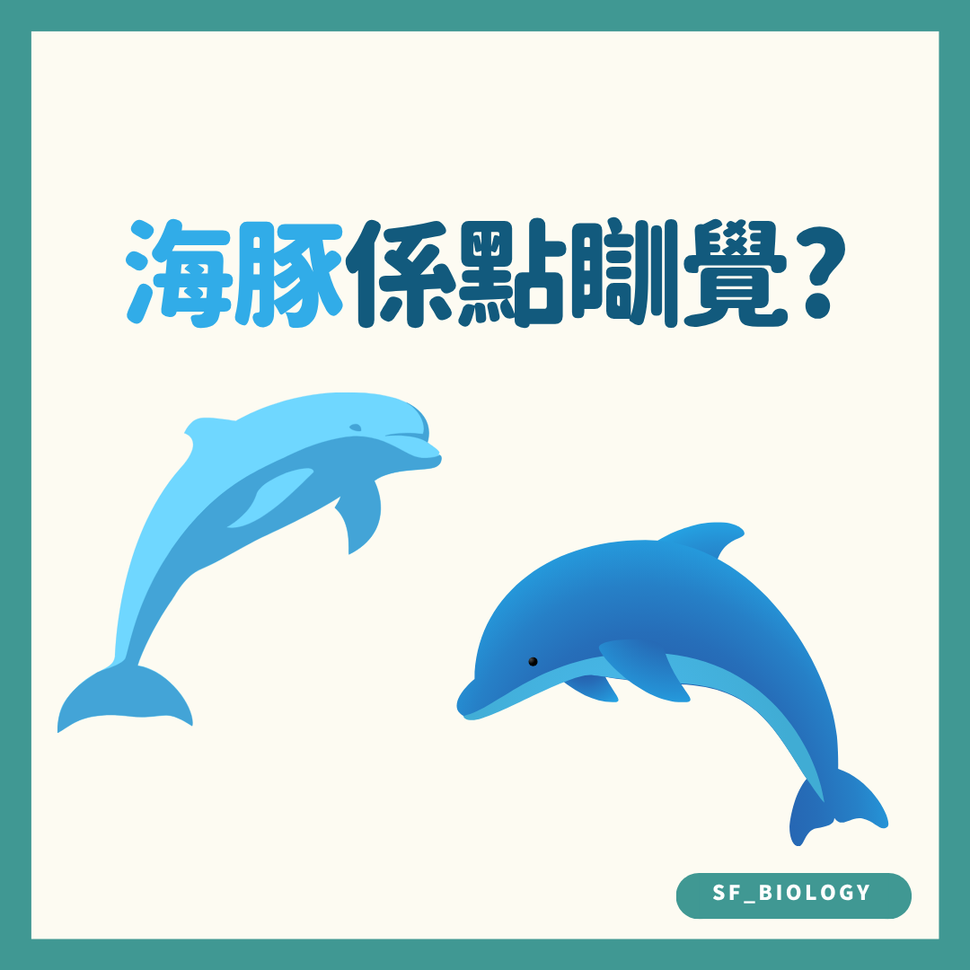 海豚如何睡覺的趣味提問插圖