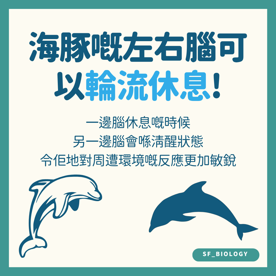 海豚左右大腦輪流進入慢波睡眠示意