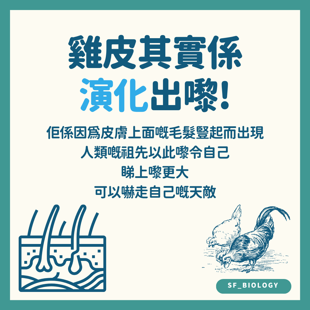 毛囊旁立毛肌收縮形成雞皮示意