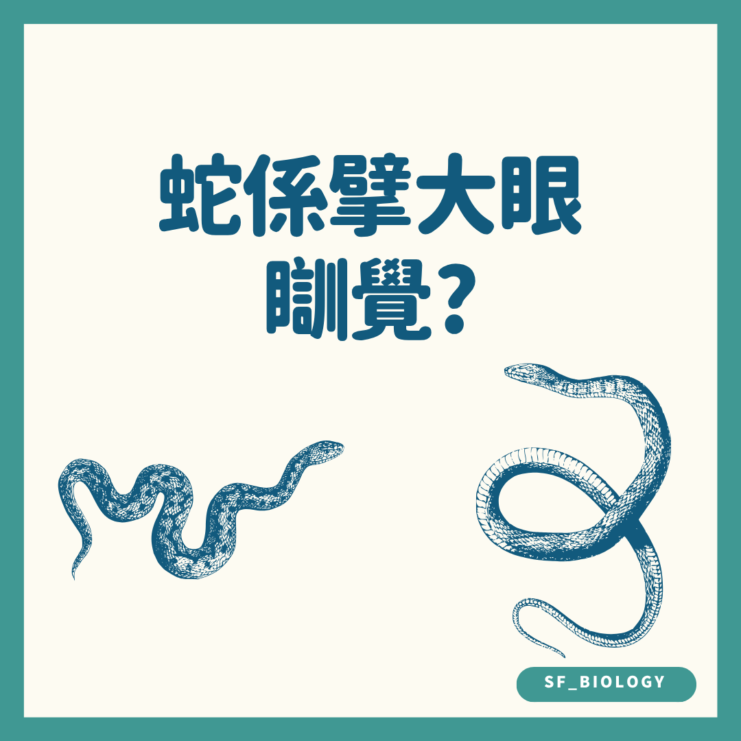 蛇是否會眨眼的趣味提問插圖