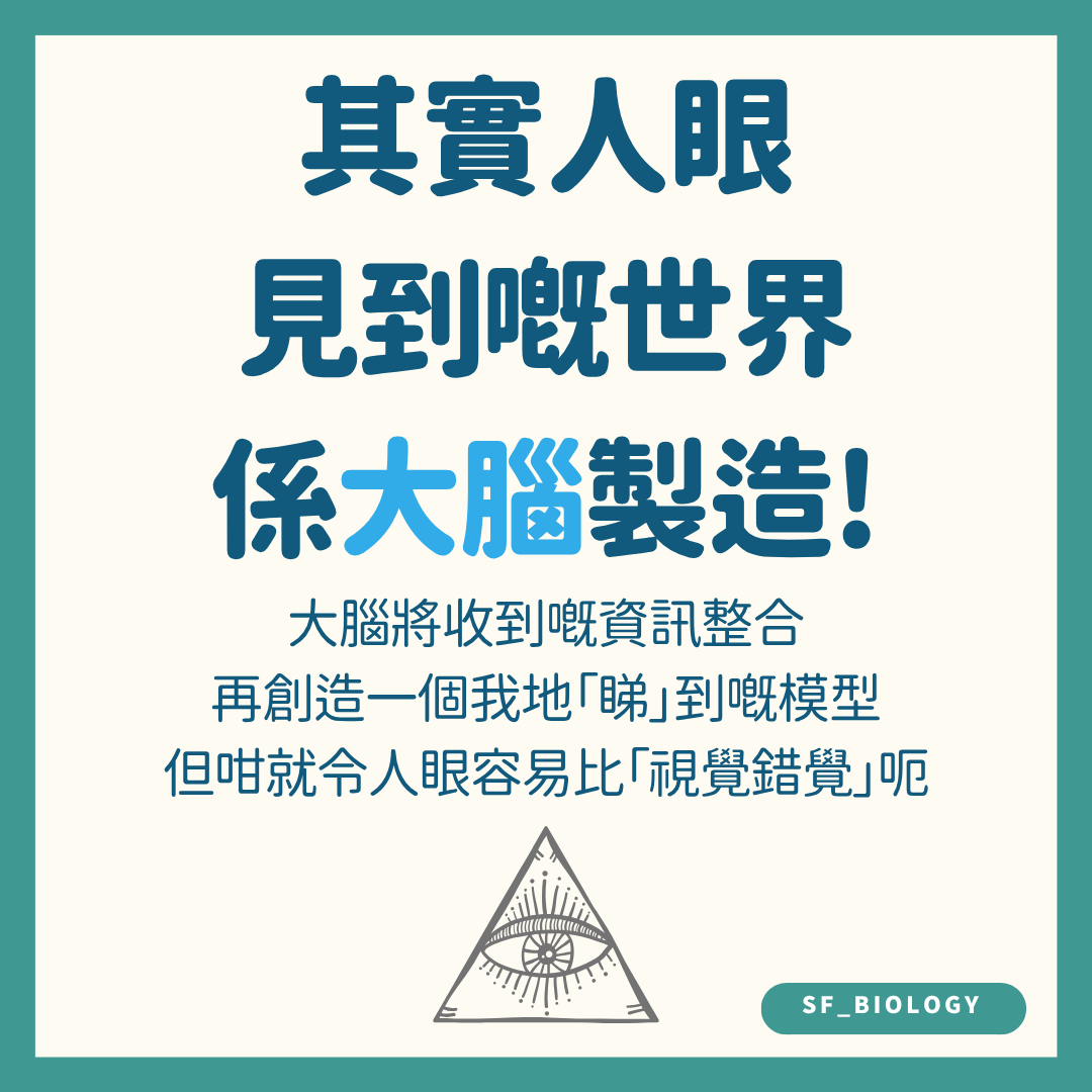 大腦整合眼睛訊號建構視覺世界示意