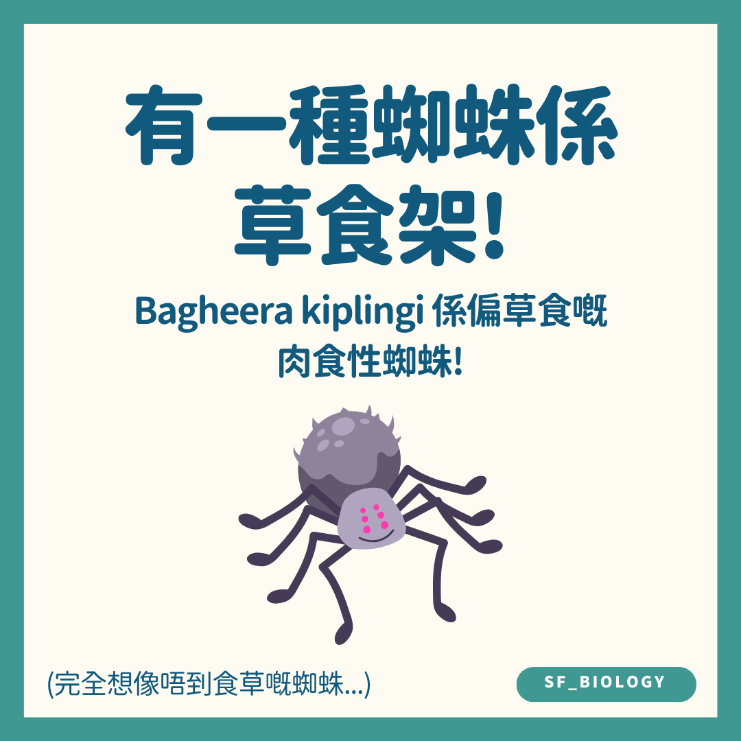 Bagheera kiplingi 偏向取食植物組織示意