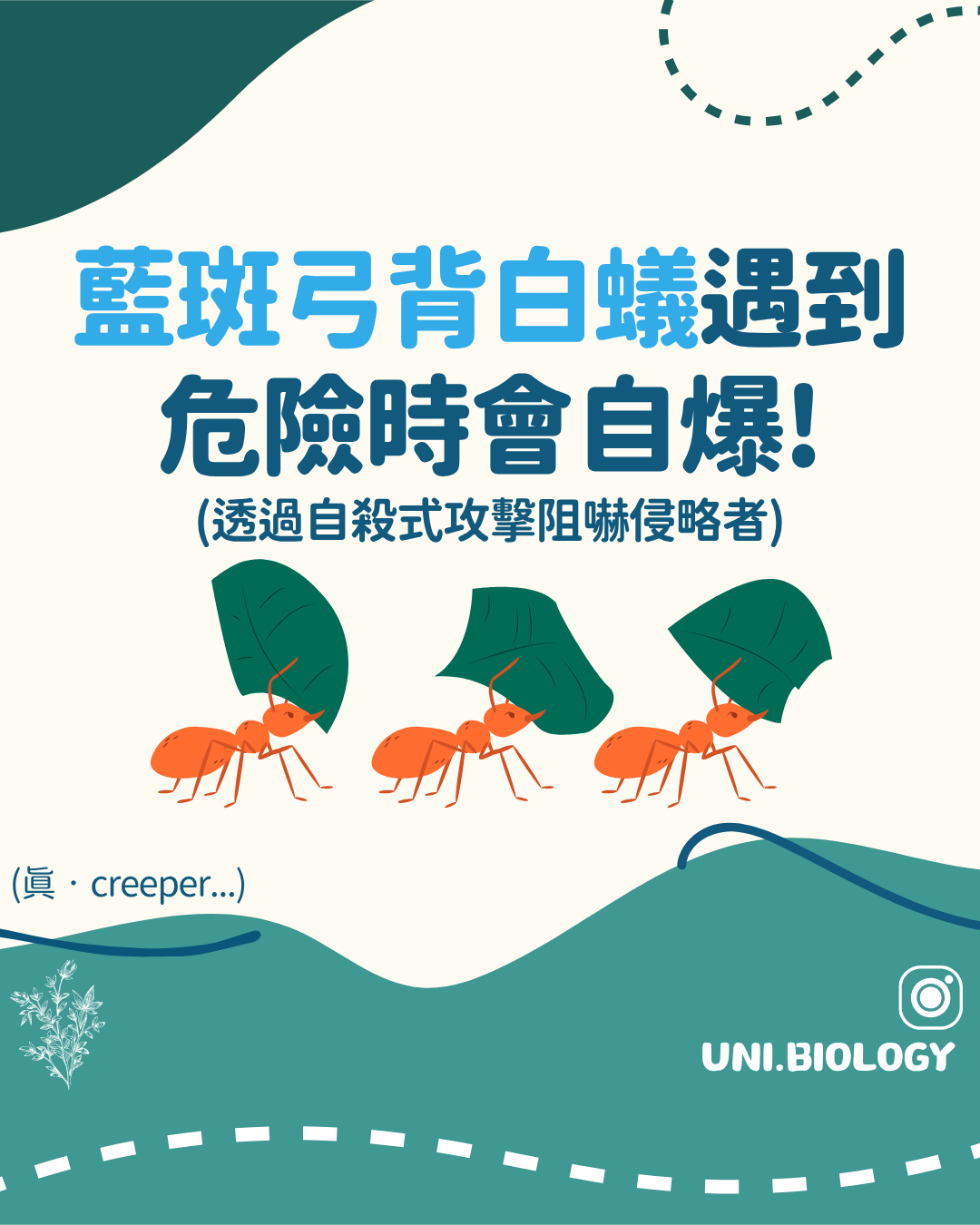 爆炸蟻工蟻破裂身體釋放防禦分泌物示意