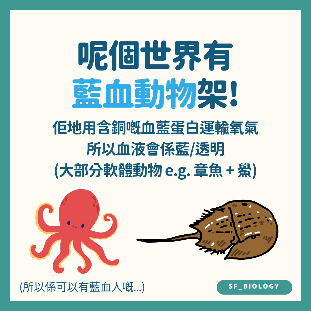 章魚與鱟使用含銅血藍蛋白運氧示意