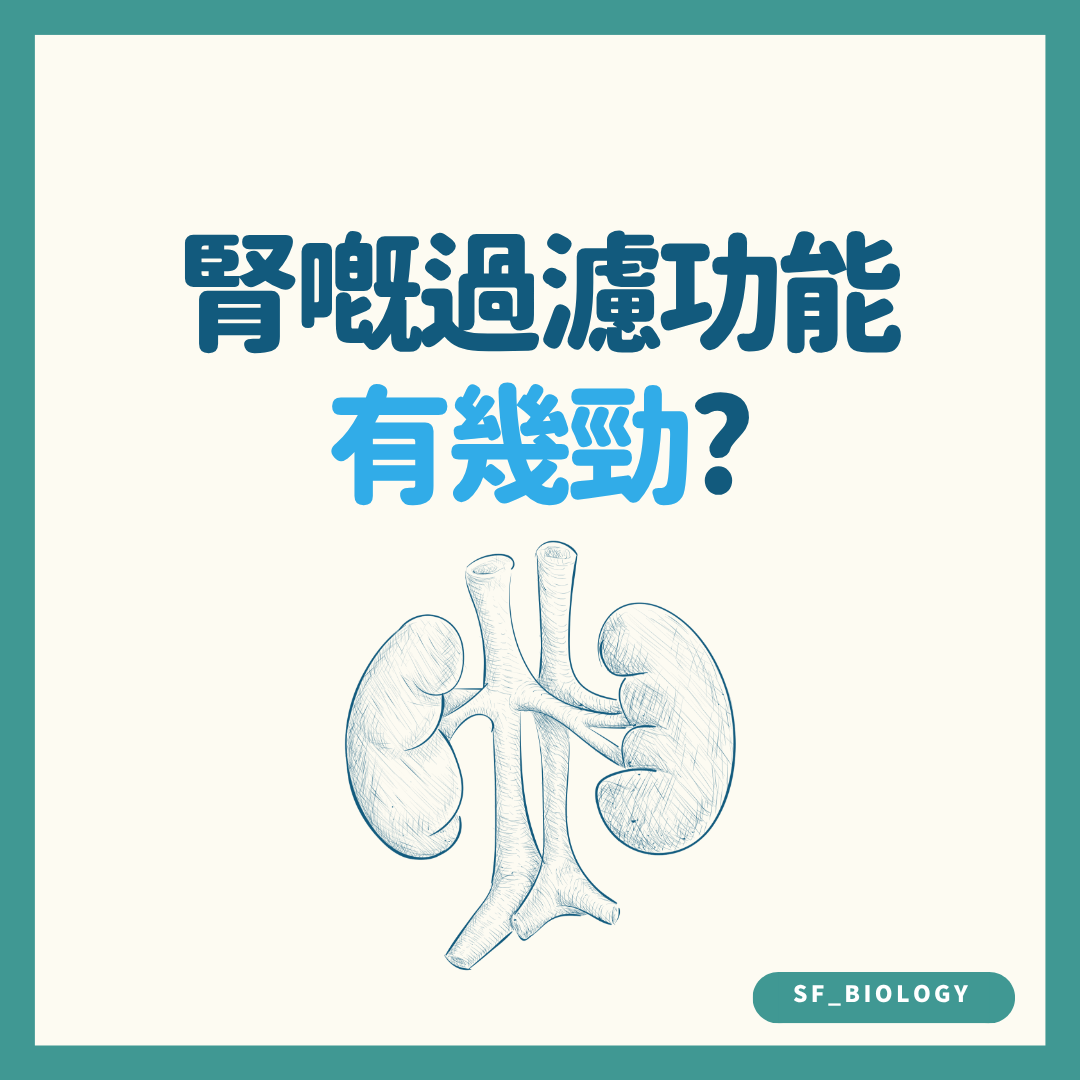 腎臟過濾功能有多強的趣味提問插圖