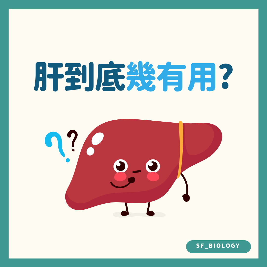 肝臟到底有甚麼用途的趣味提問插圖