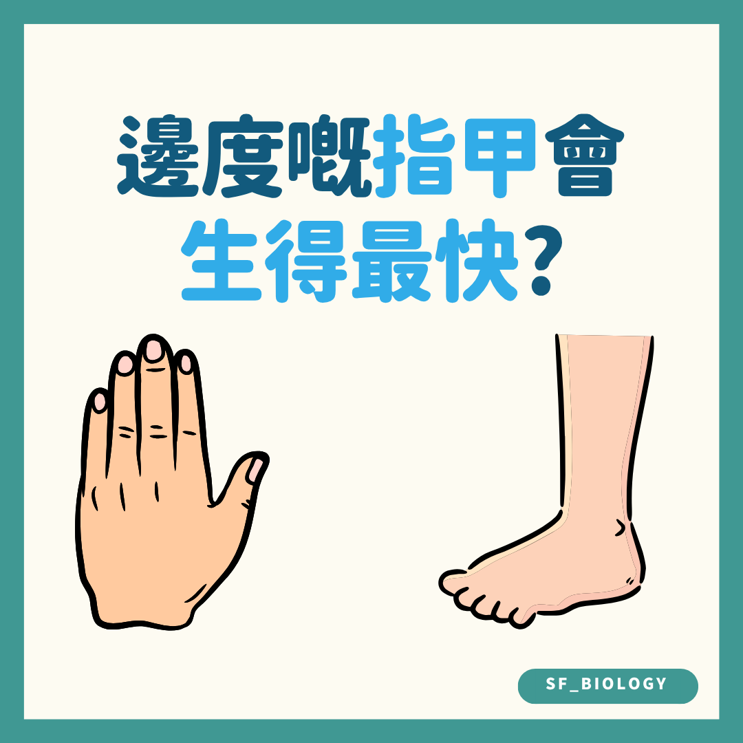 手指甲和腳趾甲哪一邊生得較快的趣味提問