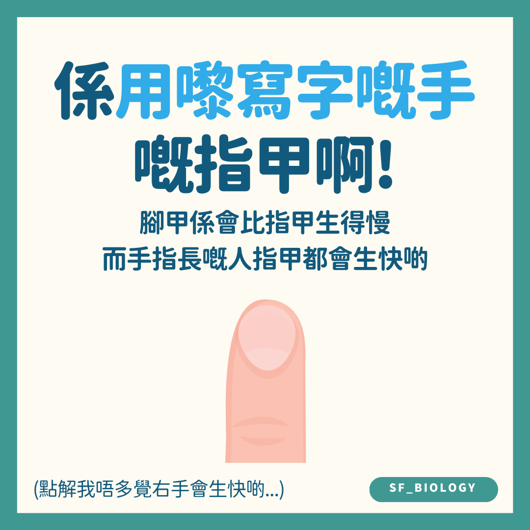 手指甲通常比腳趾甲生長快的說明插圖