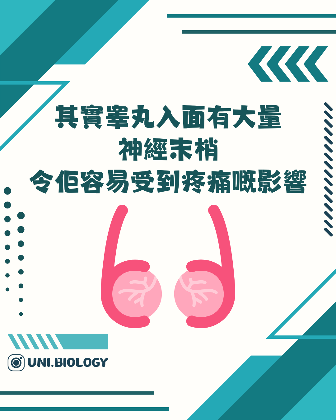 睾丸神經末梢容易受疼痛刺激影響的說明