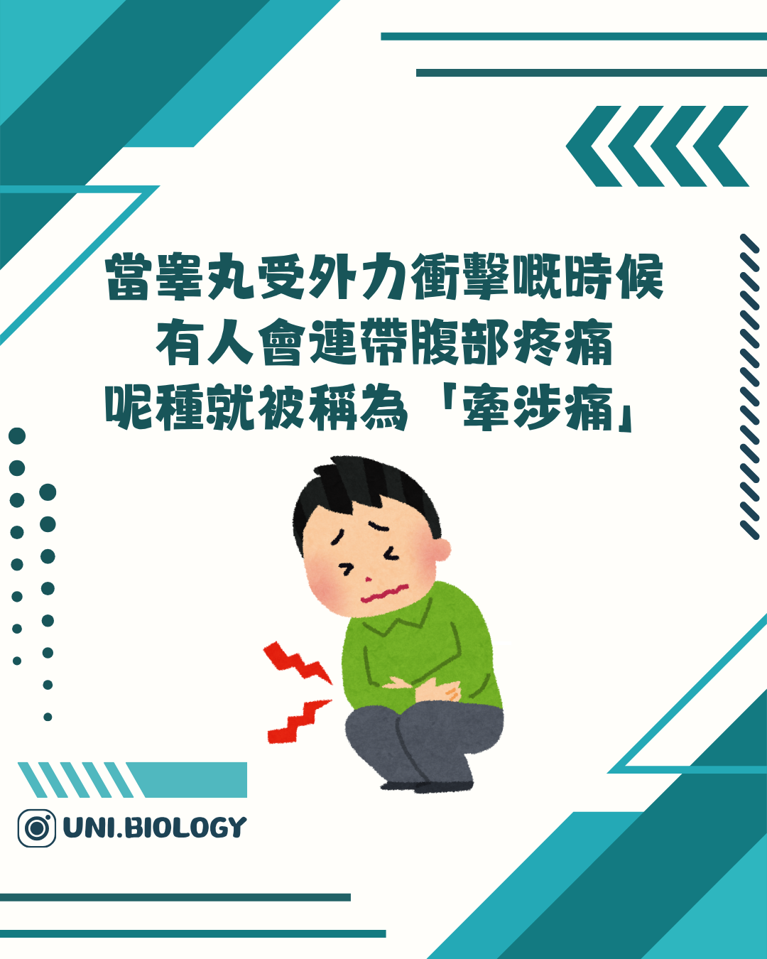 睾丸受力可連帶下腹疼痛的牽涉痛示意