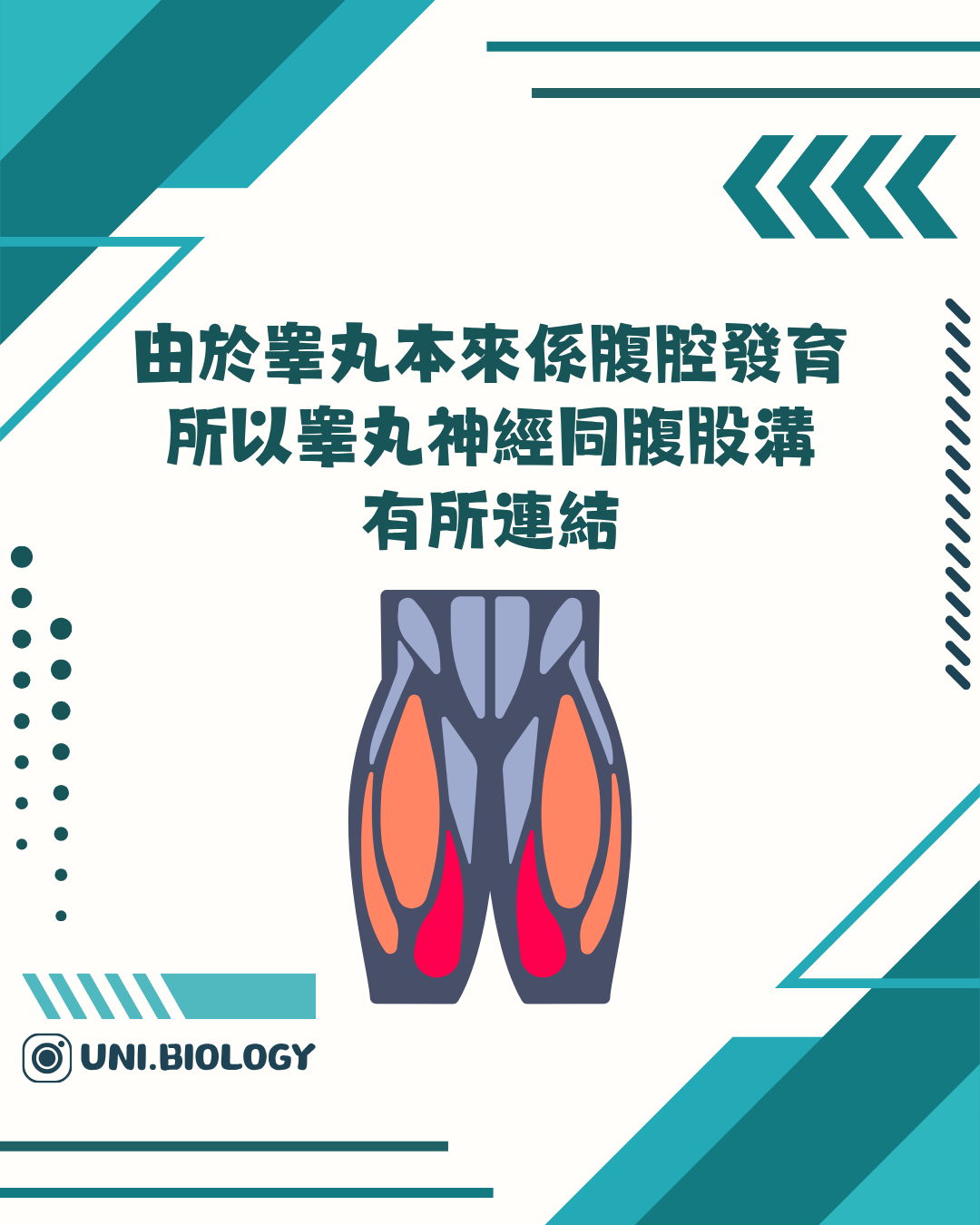睾丸胚胎期在腹腔後壁附近發育及下降的說明