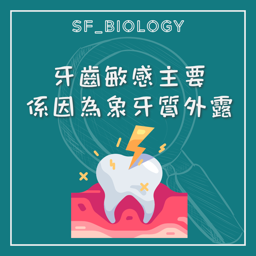 牙本質外露是常見敏感來源的說明