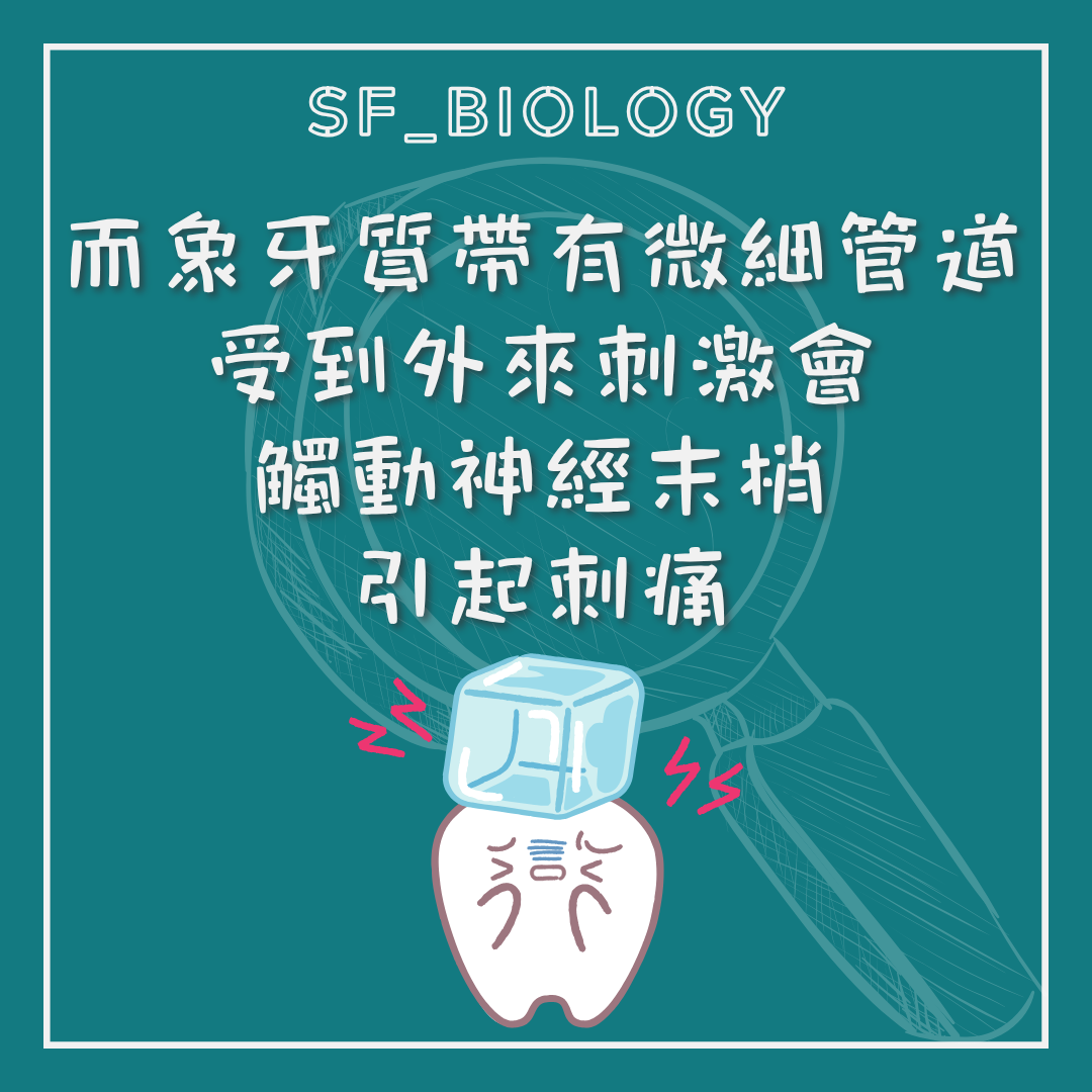 牙本質微細小管與敏感痛的說明