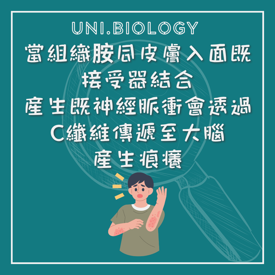 皮膚介質經感覺神經傳遞痕癢訊號的說明
