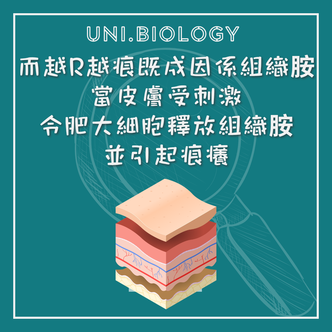 抓癢刺激細胞釋放介質並加劇痕癢的示意