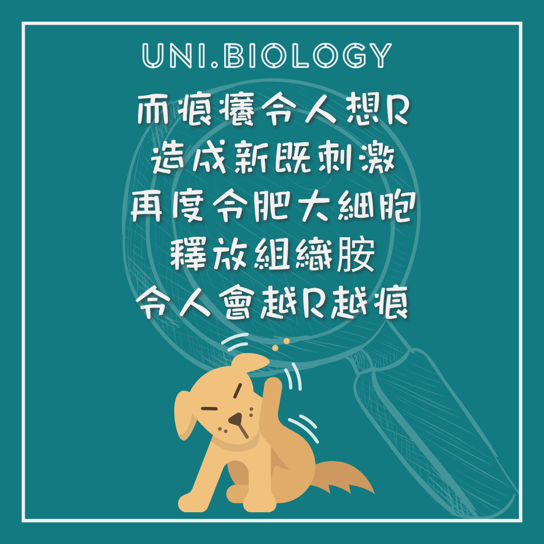 痕癢引發再次抓癢形成循環的插圖