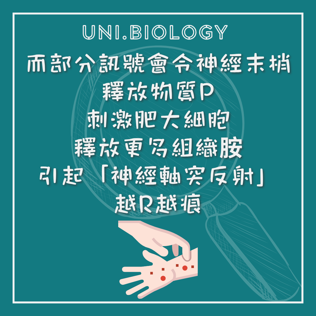 神經介質與發炎反應令痕癢加劇的說明