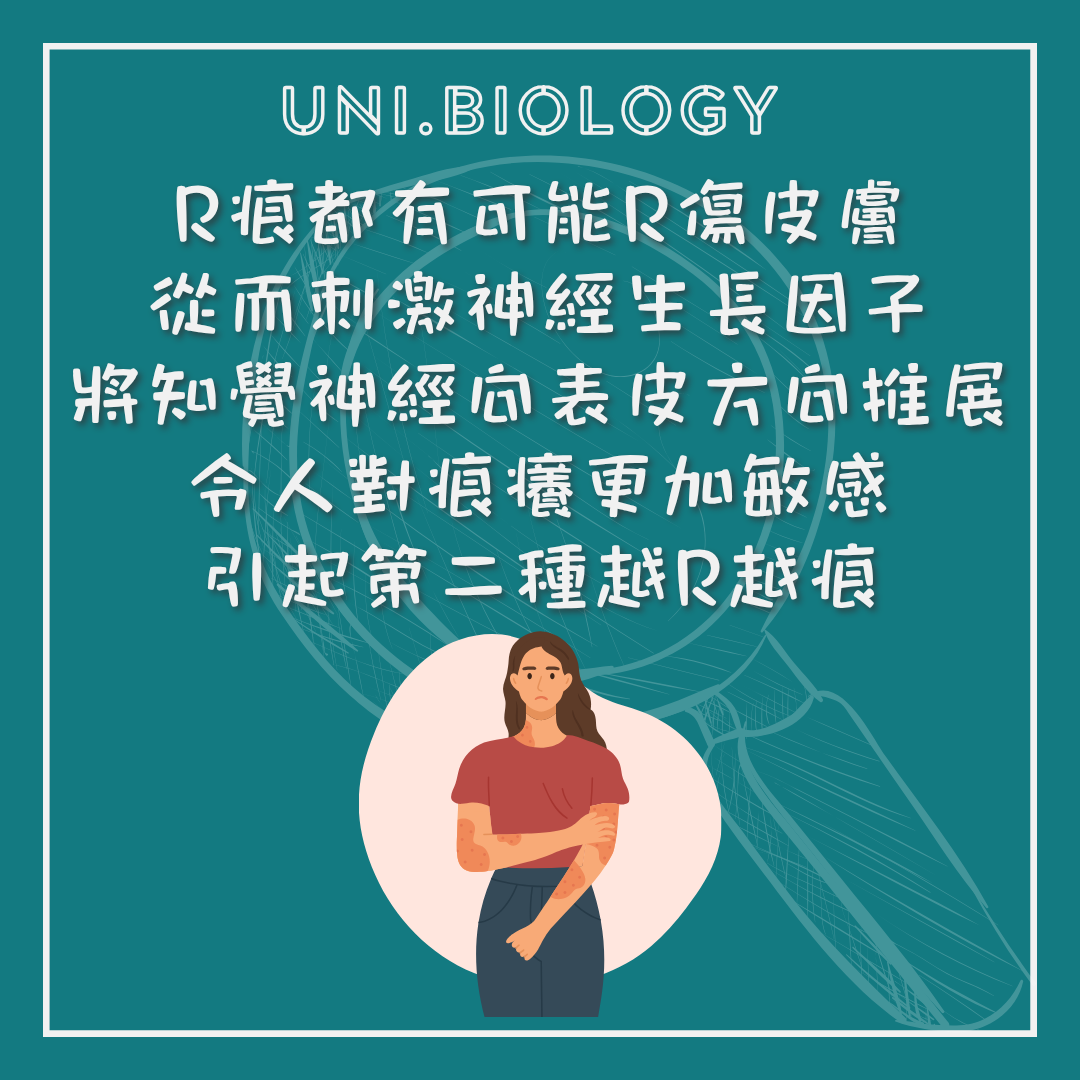 反覆抓傷可令皮膚神經敏感化的說明