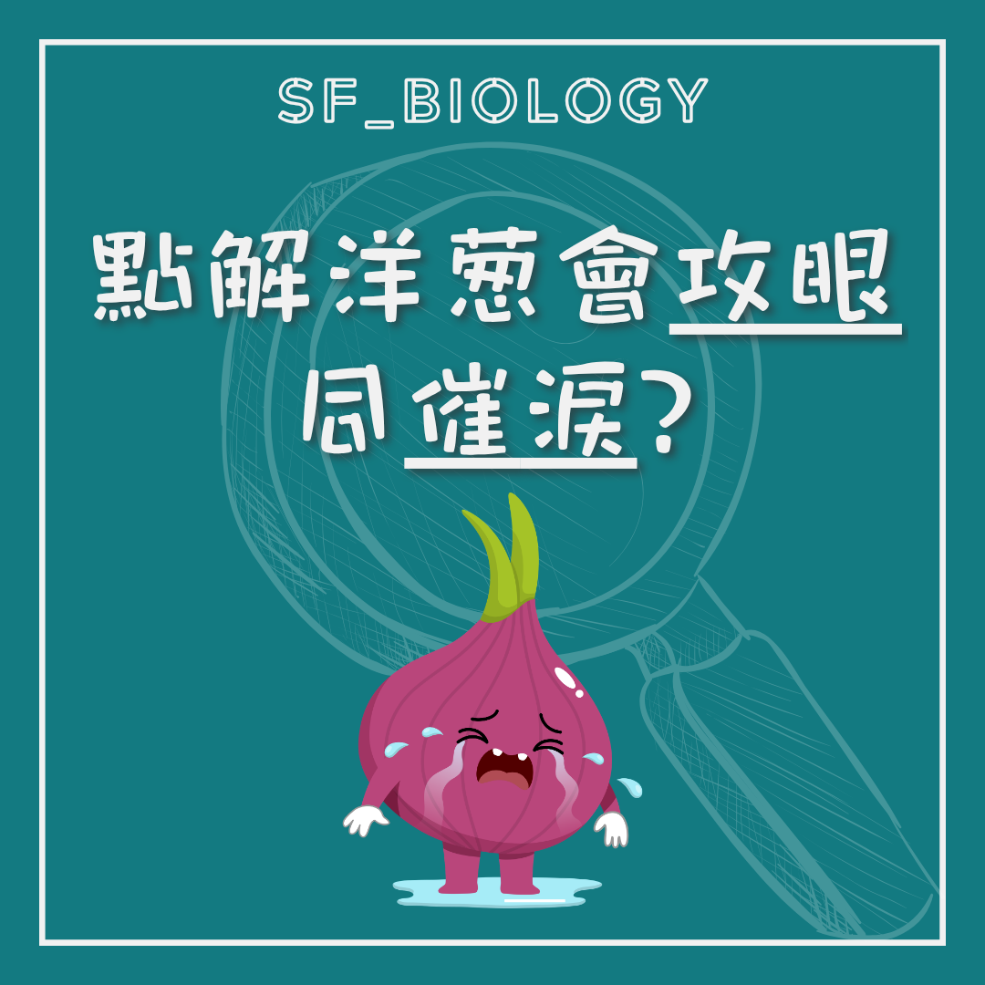 洋蔥為何會攻眼令人流淚的趣味提問