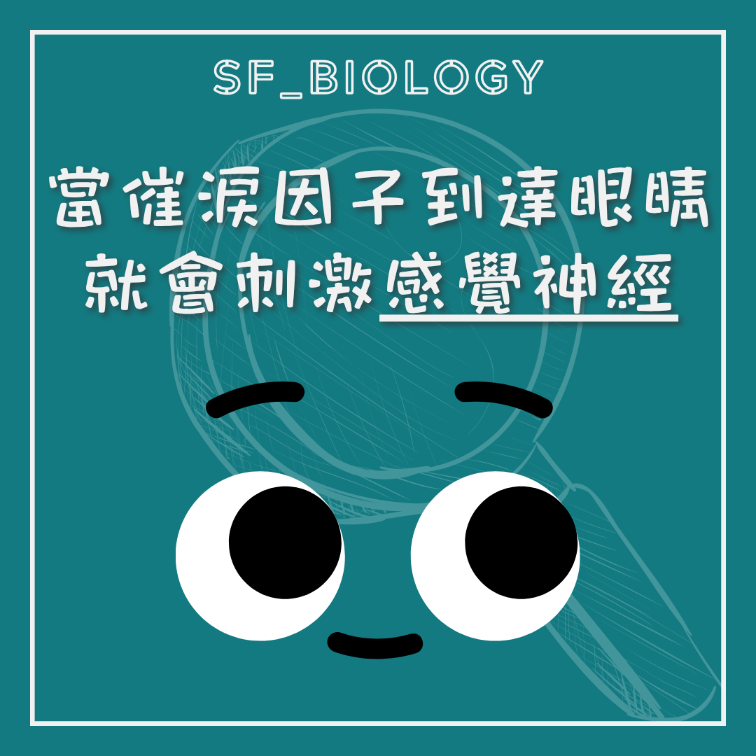 催淚因子到達眼表並刺激感覺神經的示意