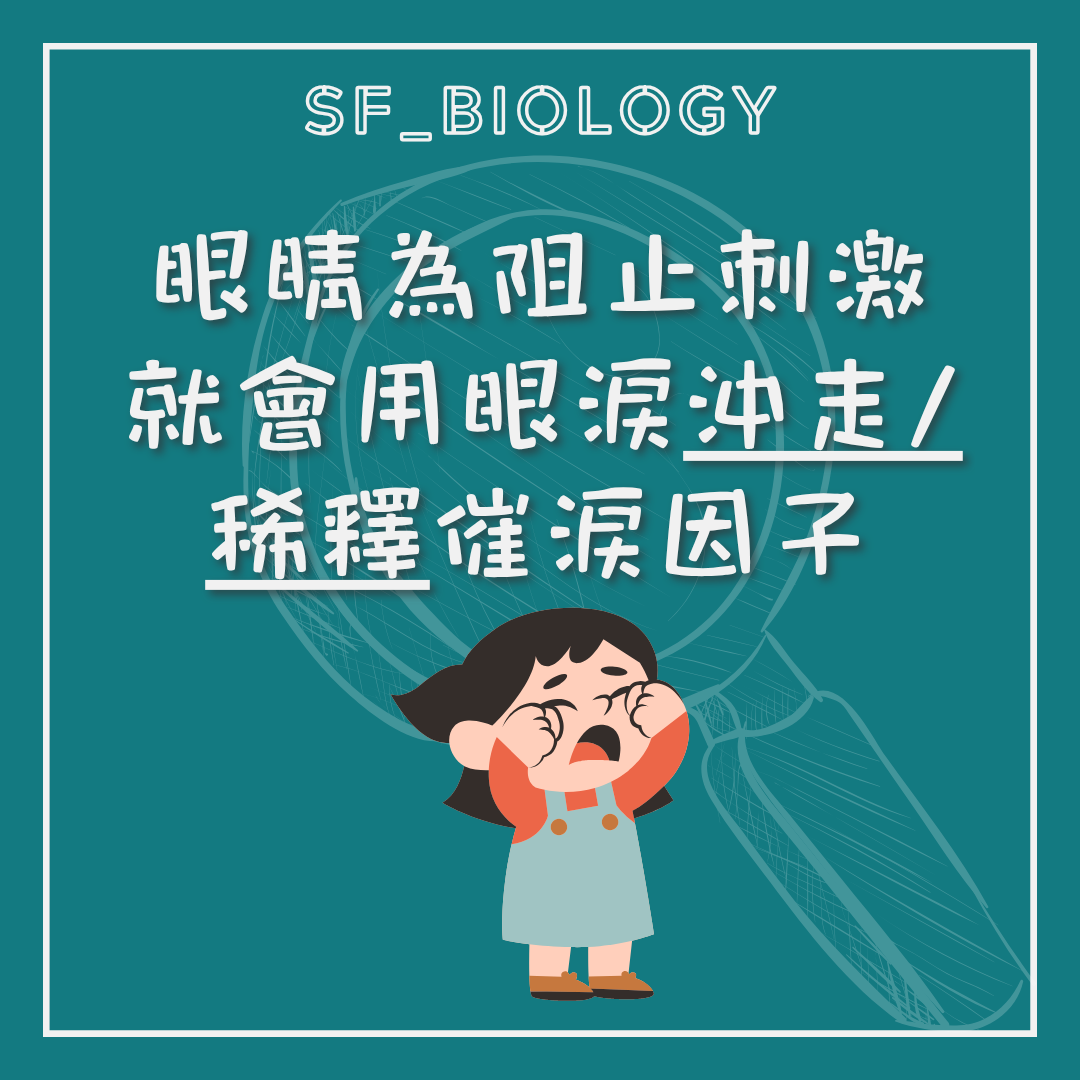淚液沖走及稀釋洋蔥刺激物的說明