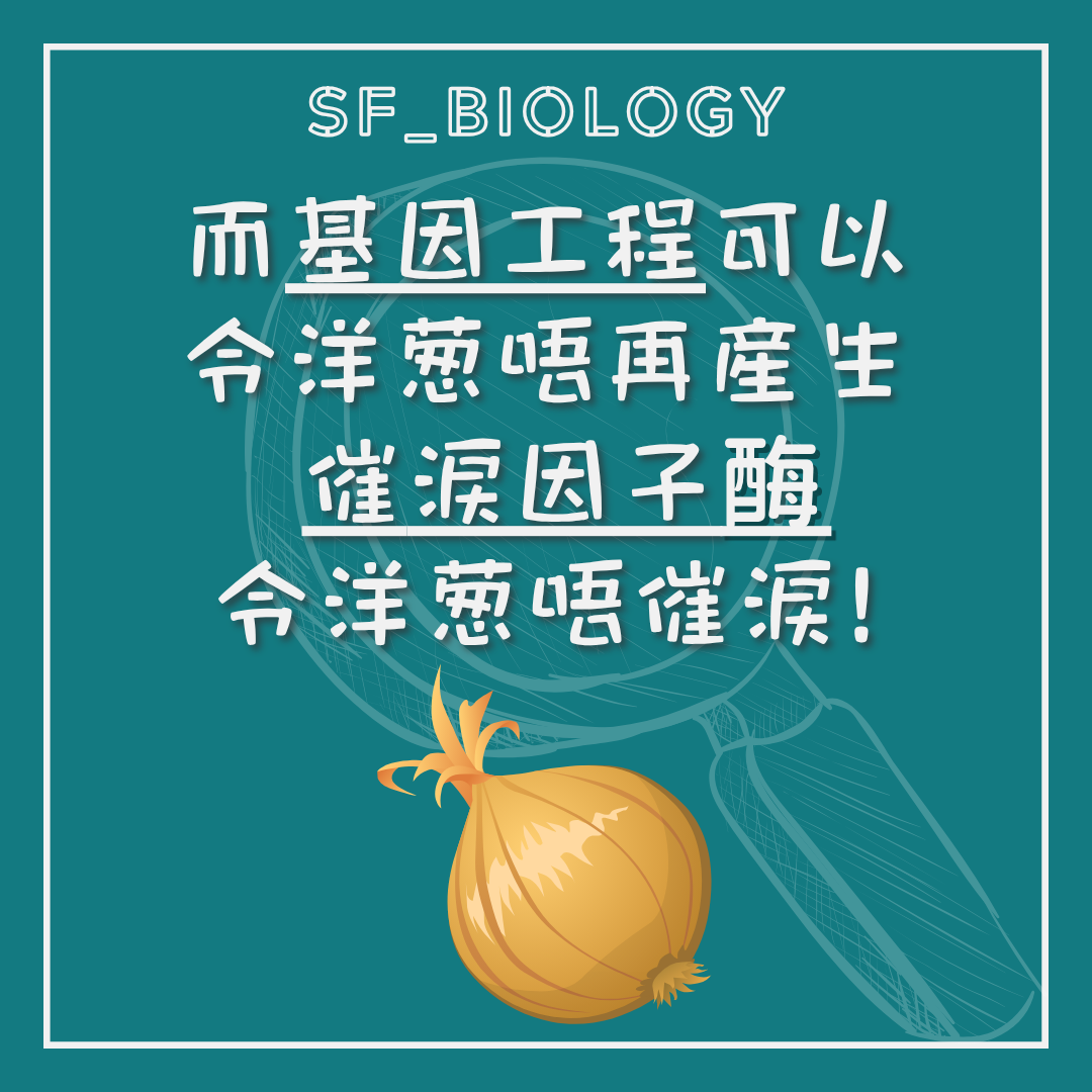 抑制催淚因子合成酵素可減少洋蔥催淚的示意