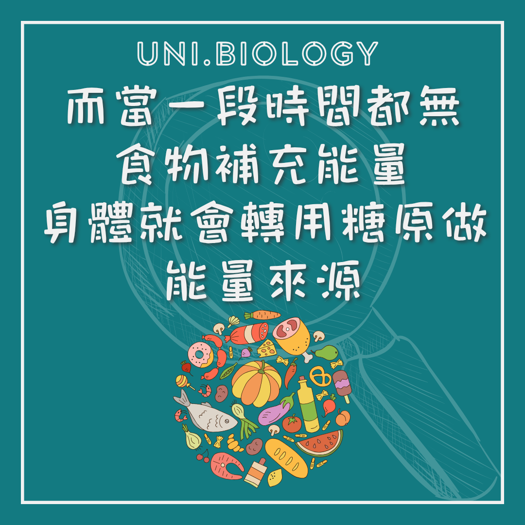短暫缺乏食物時肝醣分解供應血糖的示意