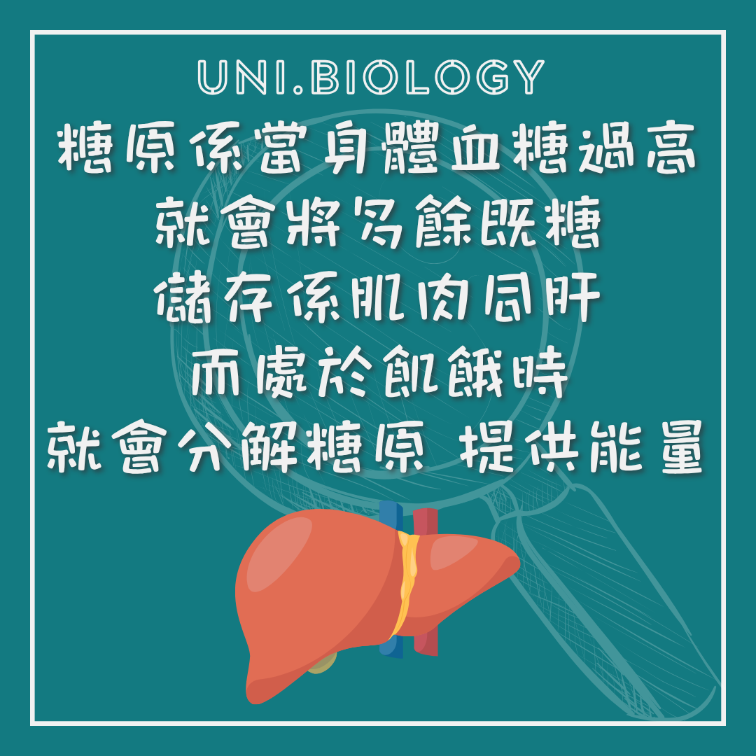 餐後多餘葡萄糖可合成肝醣儲存的說明