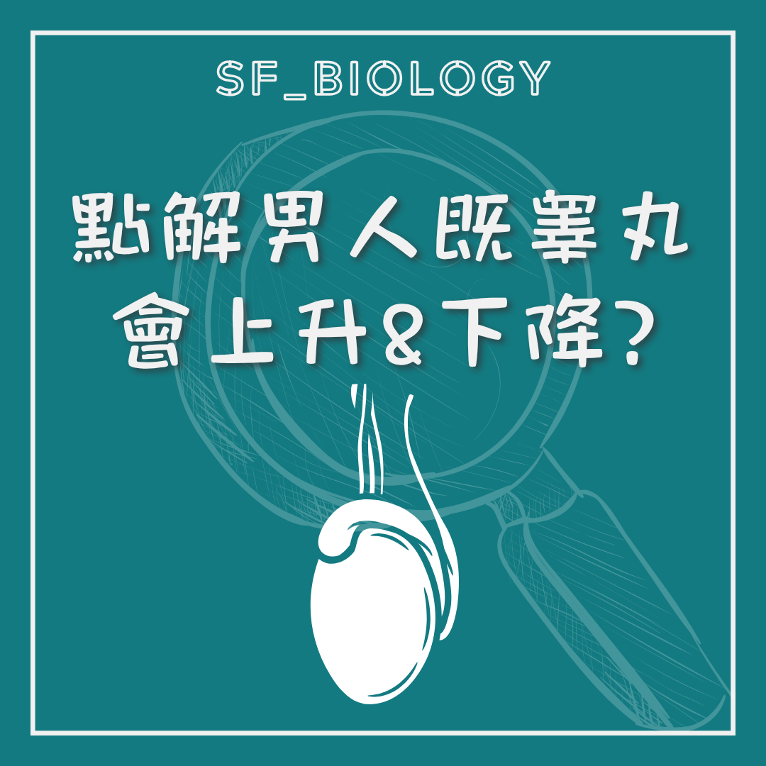 男性兩邊睾丸為何一高一低的趣味提問