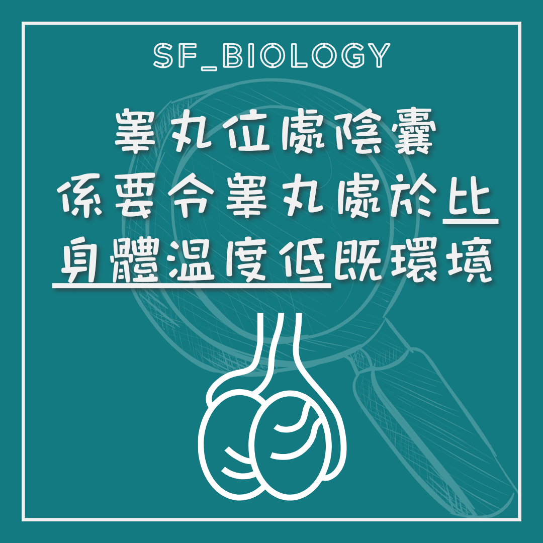 睾丸位於陰囊以維持較低溫環境的說明