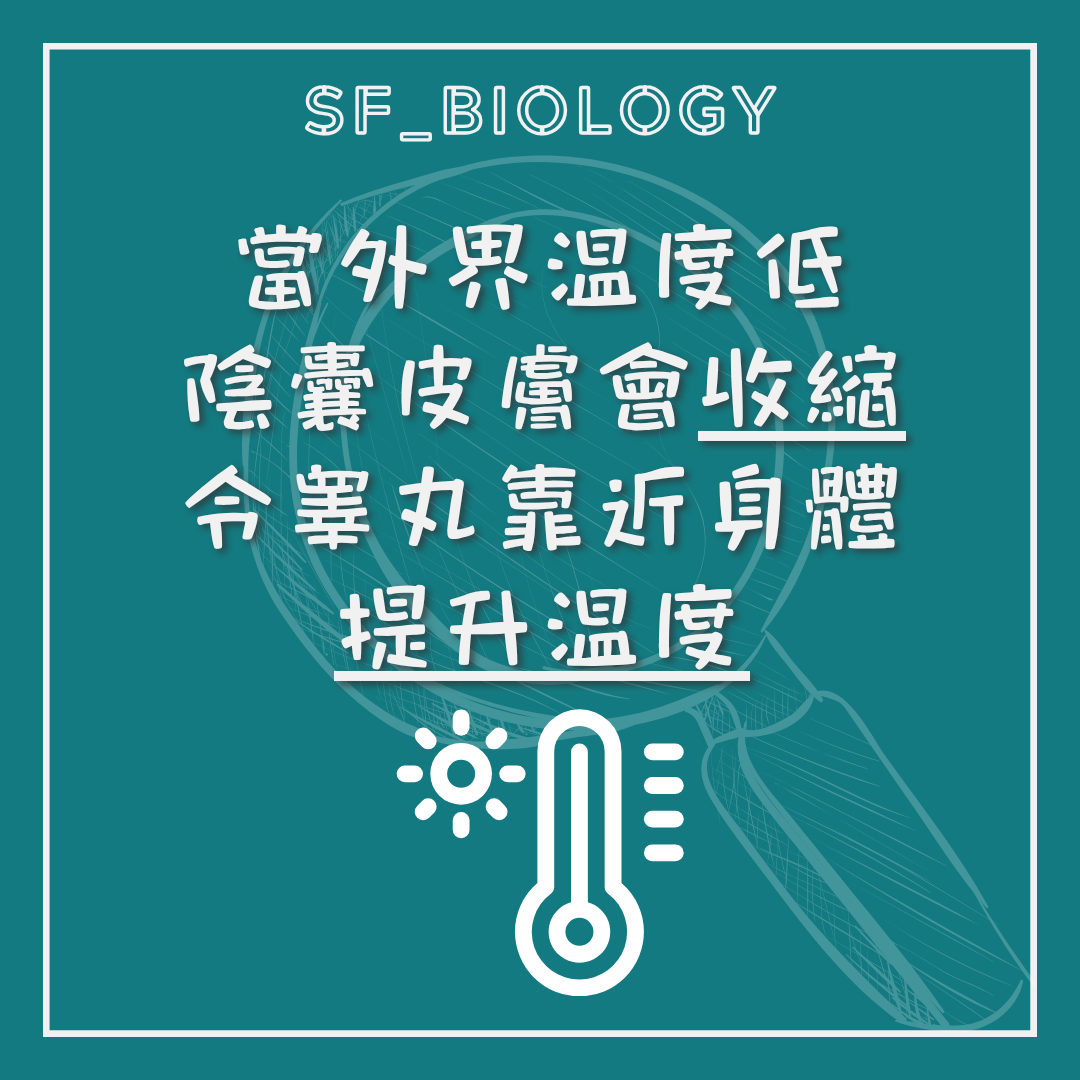 低溫時陰囊收縮令睾丸靠近身體的示意