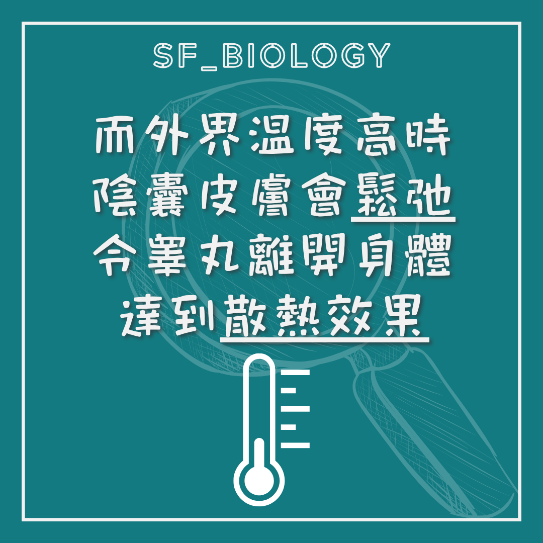 高溫時陰囊放鬆增加散熱的示意