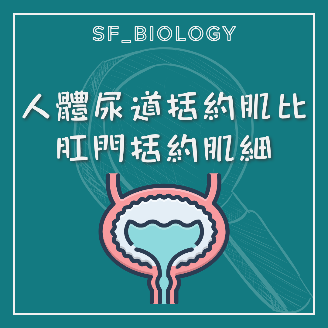 尿道內外括約肌與膀胱控制示意