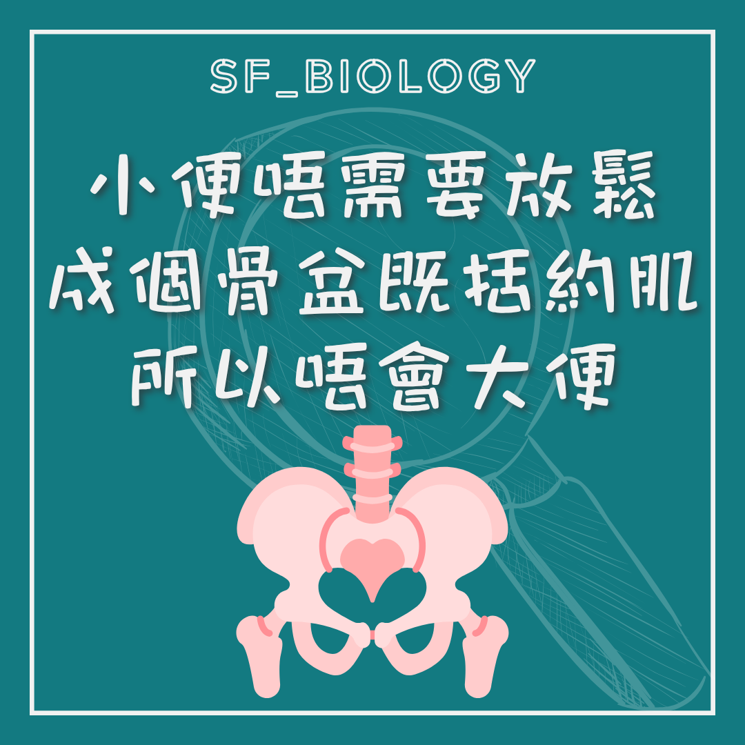 小便時盆底及尿道括約肌放鬆的說明