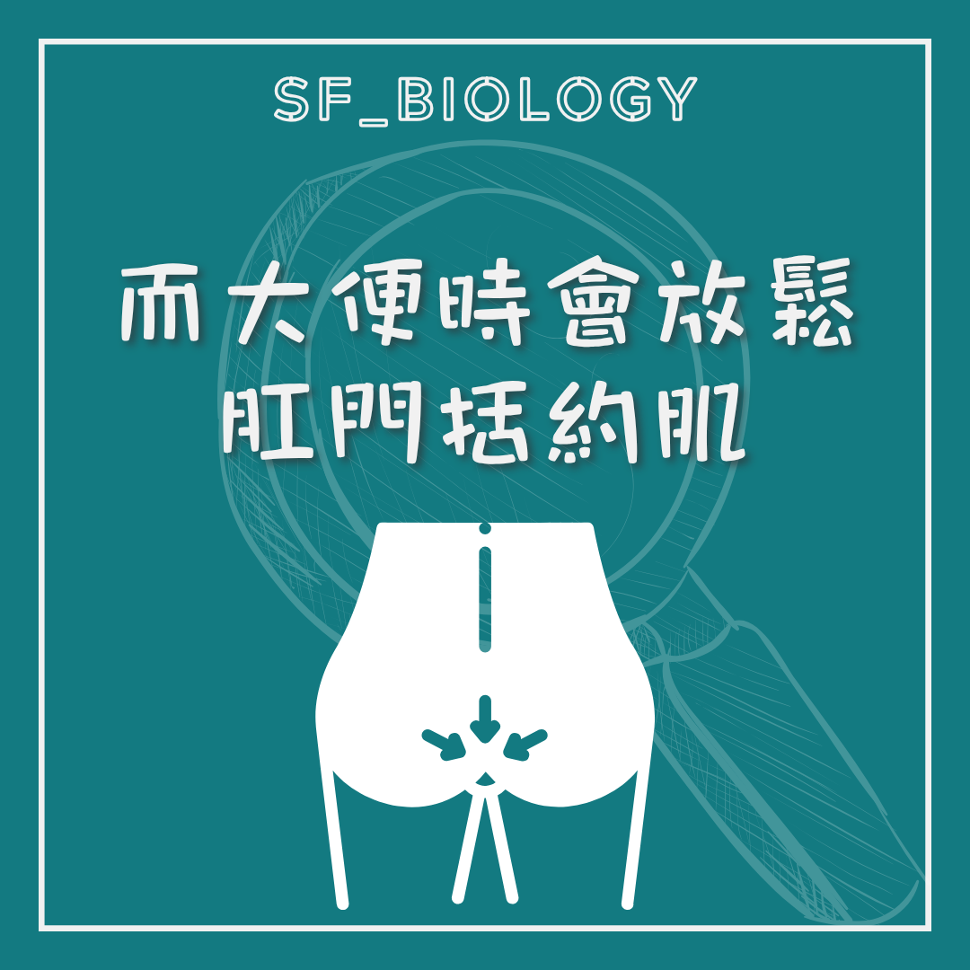 排便時肛門括約肌放鬆的說明